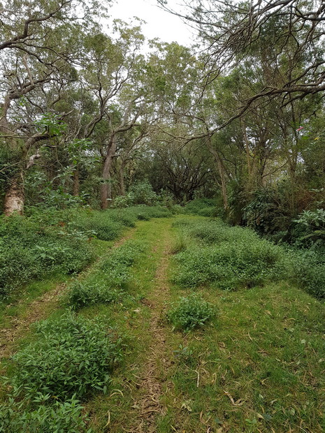 chemin forestier de l'Eperon