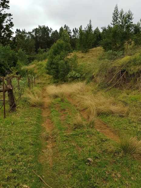 chemin forestier de l'Eperon