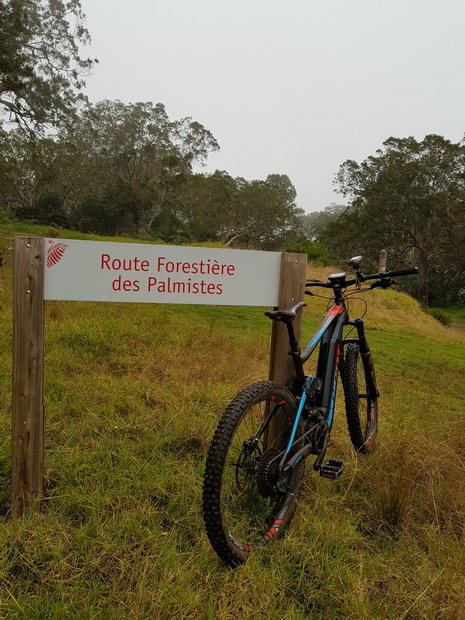 route forestière des Palmistes