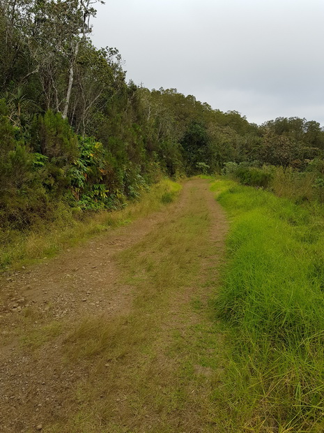 route forestière des Palmistes