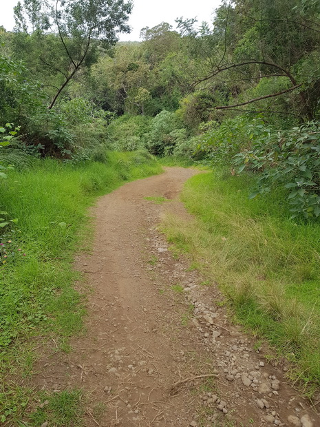 route forestière des Palmistes