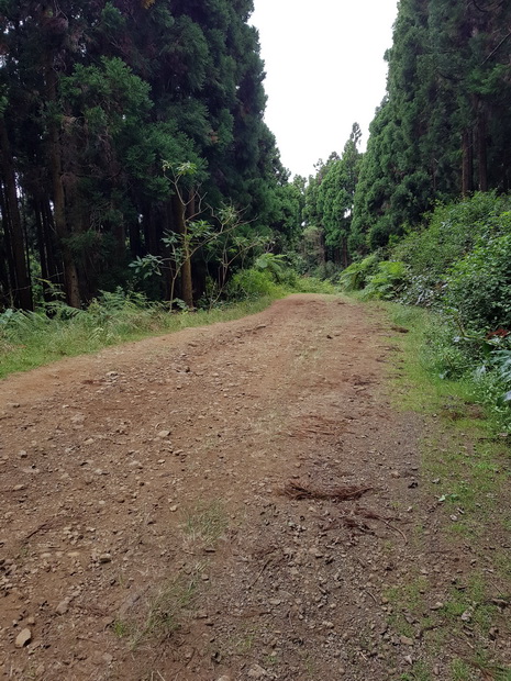 route forestière des Palmistes