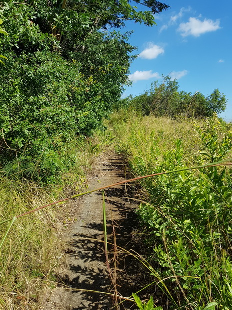 sentier d'ilet Alcide