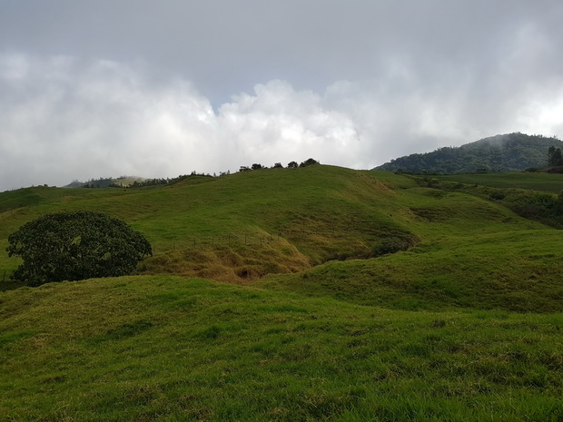 Du Chemin de Grande Terre pâturages des hauts