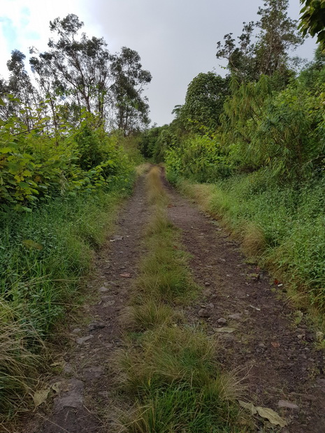 Route forestière du Bois de Néfles