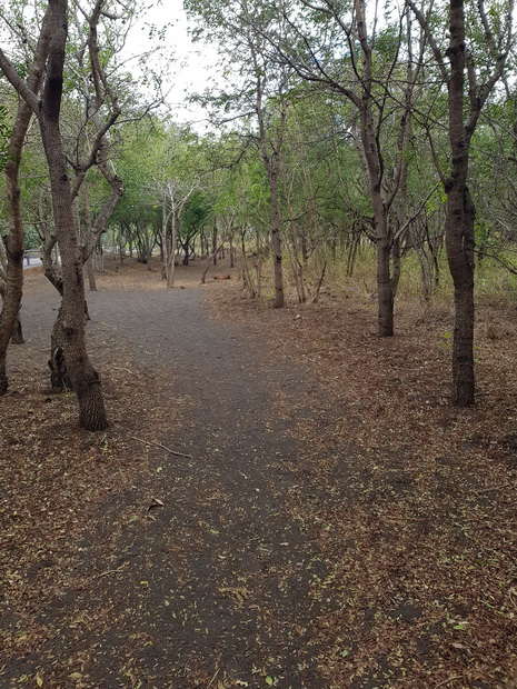 sentier pédestre forêt domaniale de la côte sous le vent