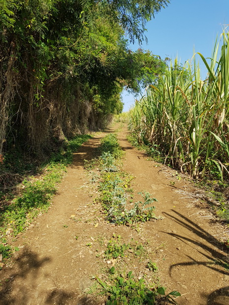 Chemin de cannes