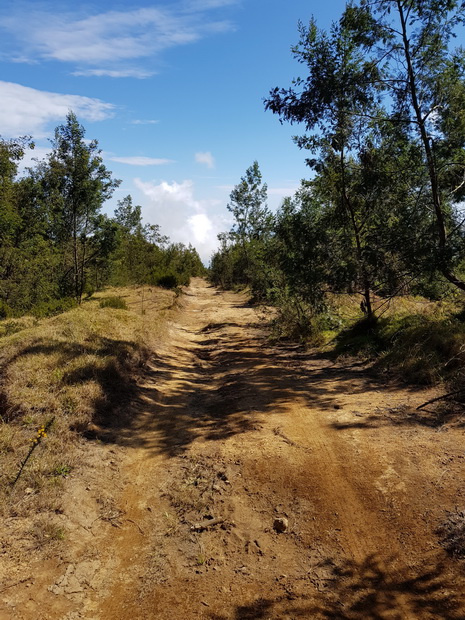 Chemin des Tamarins