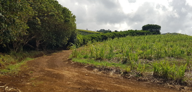 des mandarines le long du Chemin Clément-Vitry peu avant le chemin Jessy