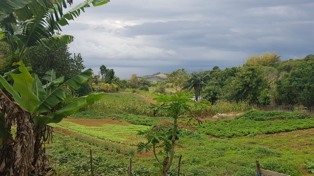 cultures maraîchères