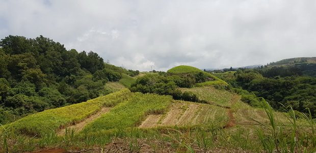 piton des goyaves