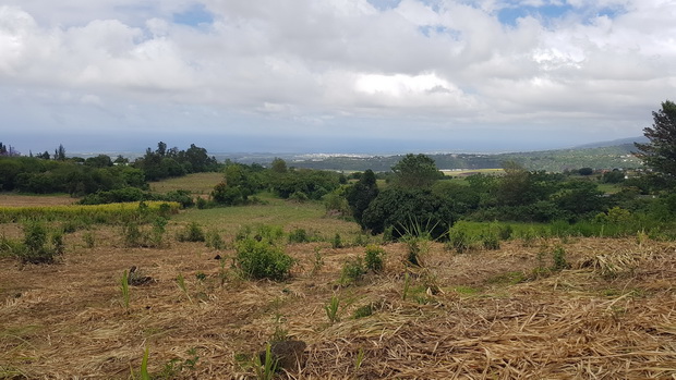 Route des Caféiers, Route du Géranium, découvrir le Tampon