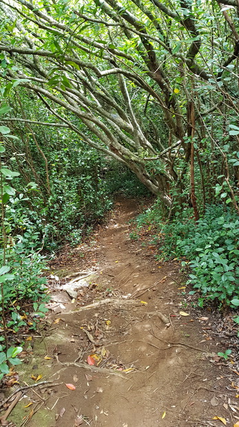 Sentier Domaine Telmard vers la D41