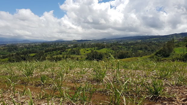 le Grand Tampon la Bergerie sur les hauts