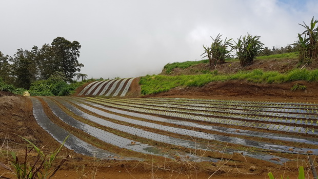 Le long du Chemin des Acacias les cultures maraîchères