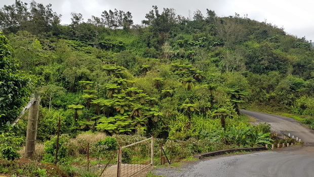 Fougères arborescentes de la ravine Manapany