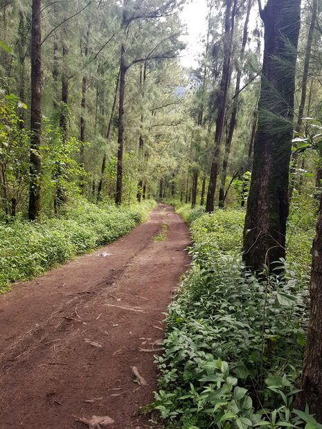 forêt menant à Roche Plate