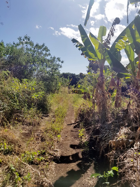 Chemin par les Lataniers