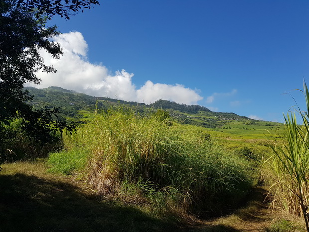 Piton Calvaire vers les centres équestres du Cap et du Trou de Jare