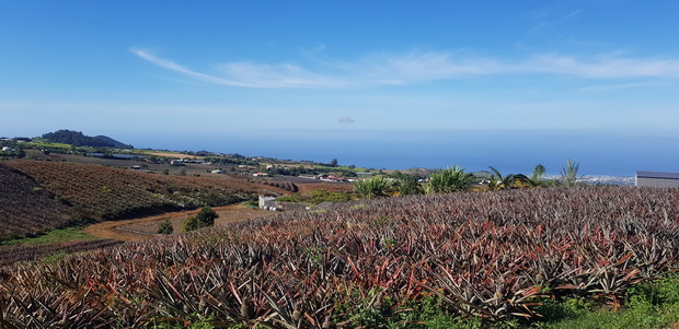 la Bergerie culture de l'ananas