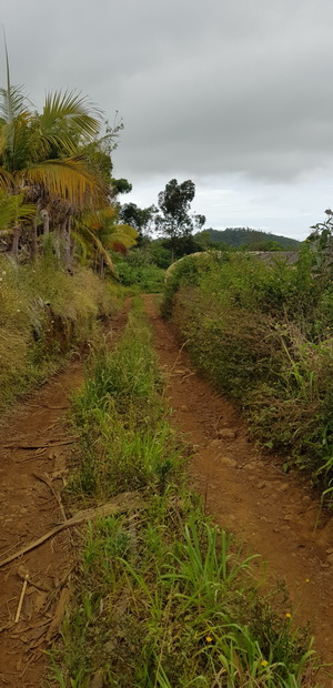 serres chemin Denis Leveneur