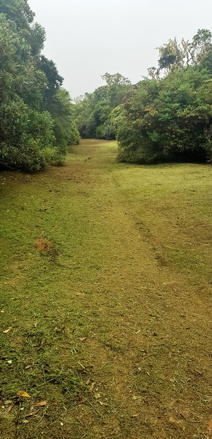 Forêt des Hauts de Mont Vert vers le Piton la Mare