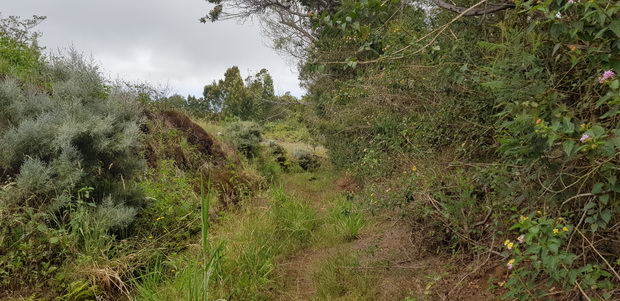 traversée de la forêt Sainte Thérèse et la Pointe du Bras Creux