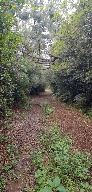 traversée de la forêt Sainte Thérèse et la Pointe du Bras Creux