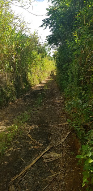 chemin Terrain Café