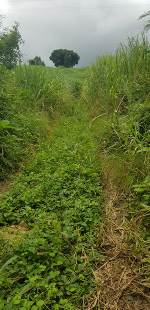 le long du Bras de Douane