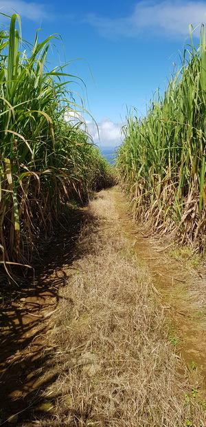 Chemin de cannes menant vers le Chemin Alfred Payet