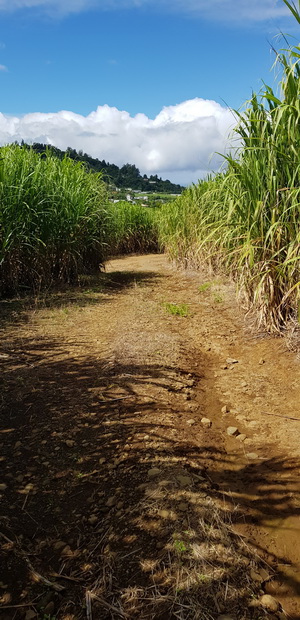 Chemin de cannes menant vers le Chemin Alfred Payet