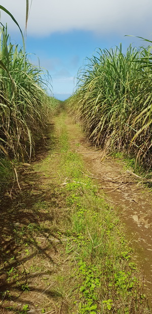 chemin des Longoses