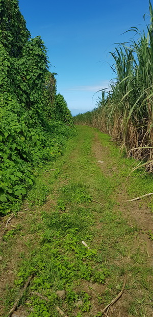 chemin des Longoses