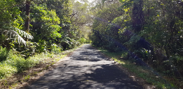 Route forestière 2 Bébour-Bélouve