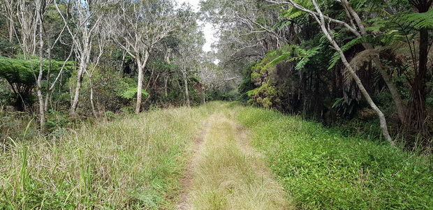 Route forestière de la Vierge