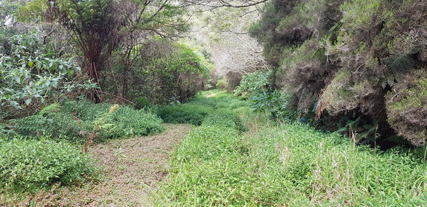 Route forestière de la Vierge