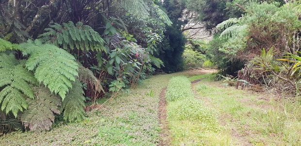 Route forestière de la Vierge