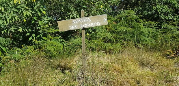 Sentier des Tamarins