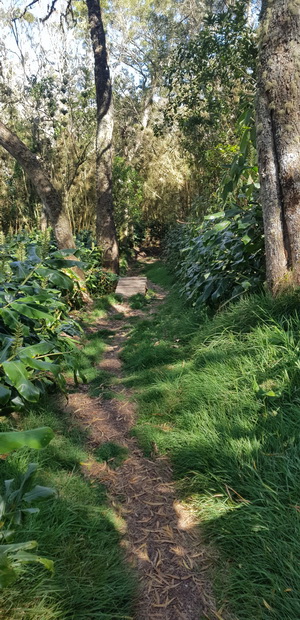 piste VTT n°15 descente Papangue