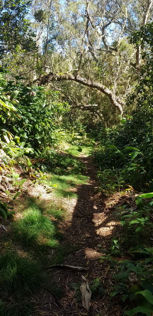 piste VTT n°15 descente Papangue