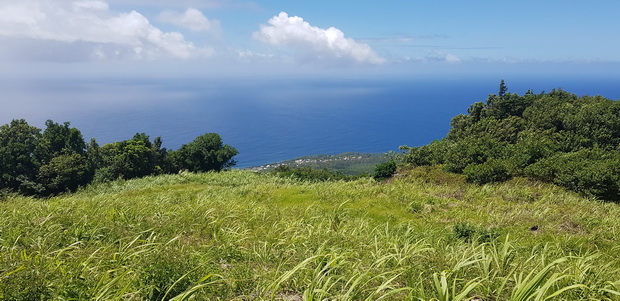 Forêt de Mare Longue entre cannes et cocotiers