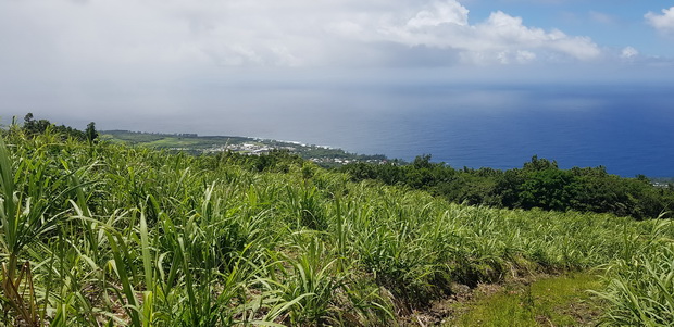 Forêt de Mare Longue entre cannes et cocotiers