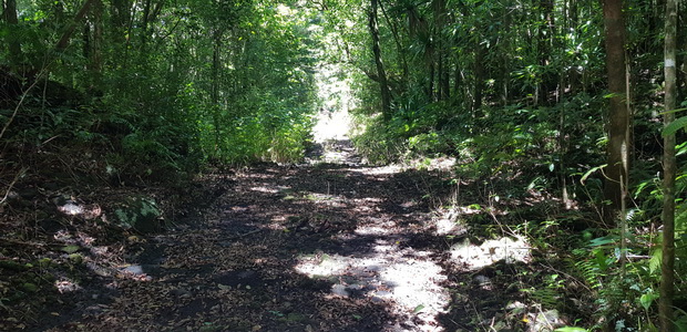 Forêt Mare Longue