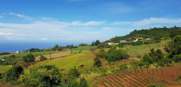 Anse les Hauts: Piton Isautier de la rue des Scheffleras