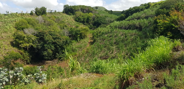 ravine Chemin des Fruits à Pain