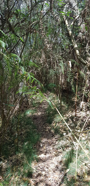 début Chemin Mondon partie fougères