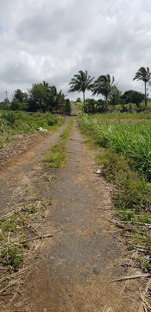 sentier entre Chemin des Faisans et Chemin Bassin Chevrettes