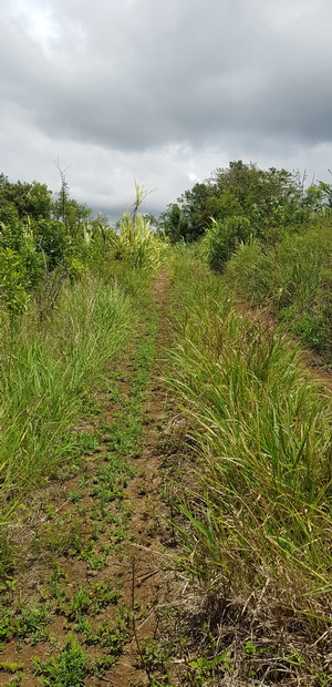 chemin de cannes vers Chemin des Ruches et la D29