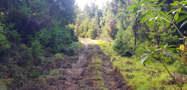 Piste forestière Calebasse